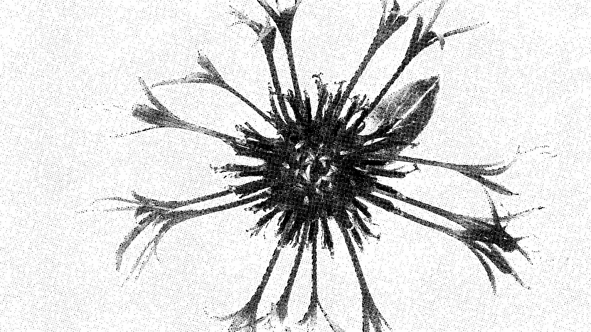 Panoramic botanical cyanotype print of wild cornflowers in Prussian blue.